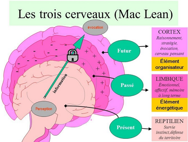 Schéma des 3 cerveaux selon Mac Lean